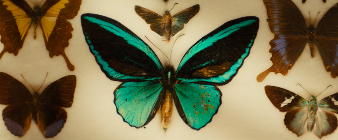 Kingsman The Golden Circle Movie Images Stills Pics Trailer Screencaps Screenshots Butterfly